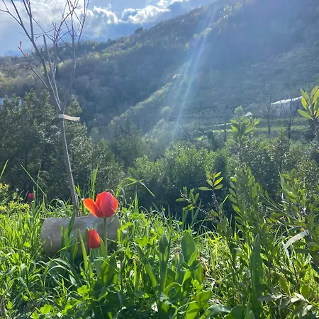 C'era Un Voltino Borgonovo